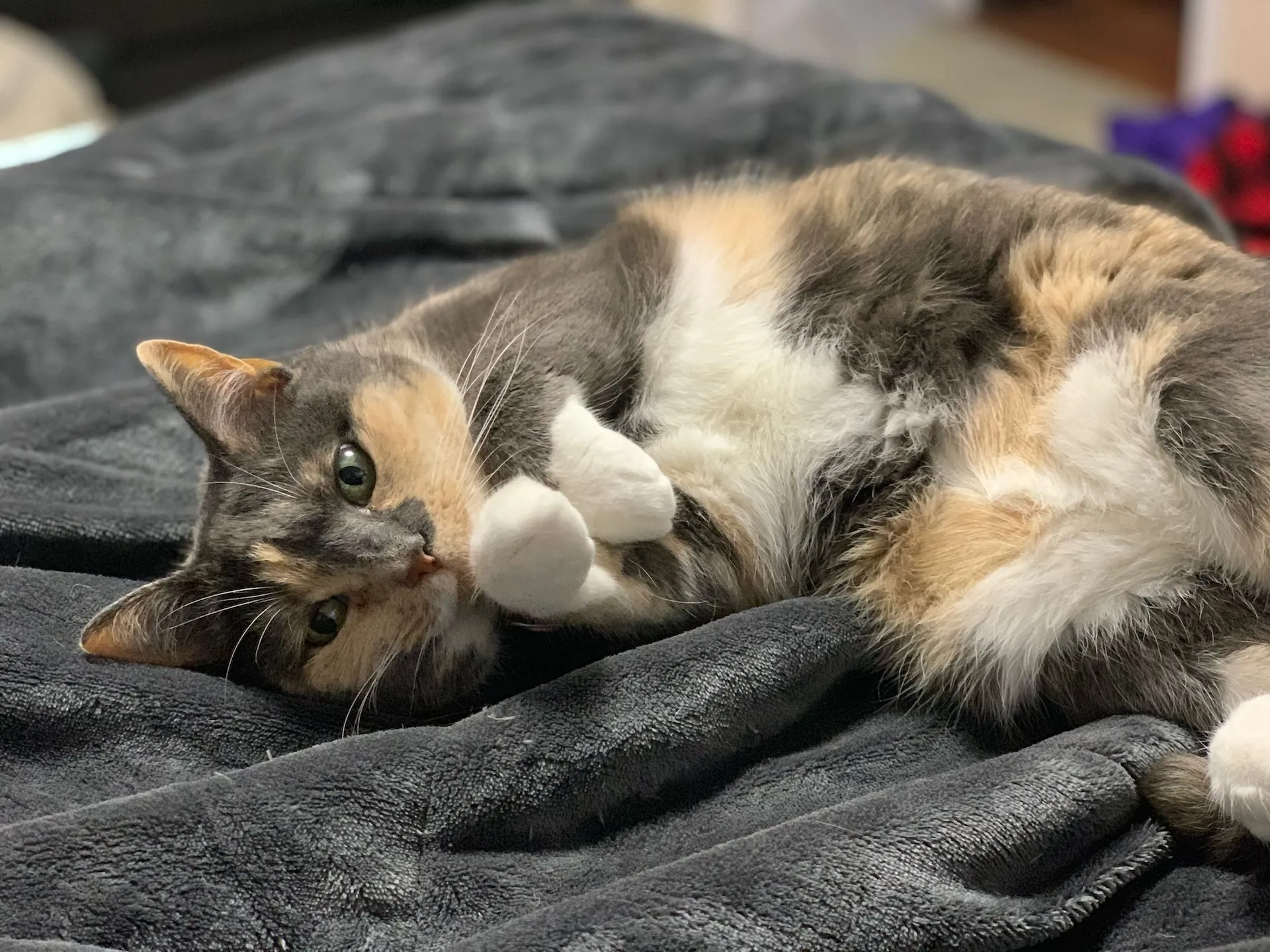 Four-Legged Team Members