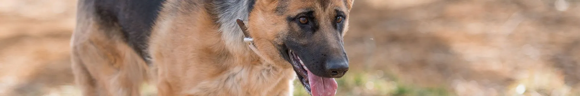 German Shepherd dog representing dog bite injury cases handled by personal injury attorneys.