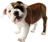 bulldogpup