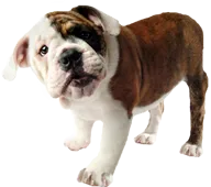 Image of a bulldog puppy. 