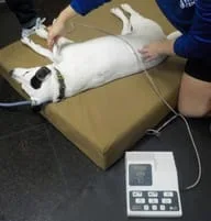NeuroMuscular Electrical Stimulation (NMES) – Roaring Fork Animal  Rehabilitation & Fitness
