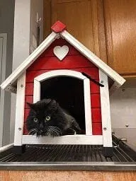 cat kennel