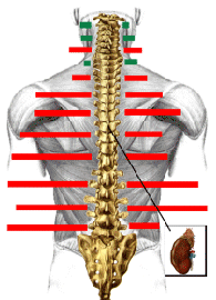 EMG Spine diagram