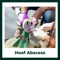 Hoof abscess 