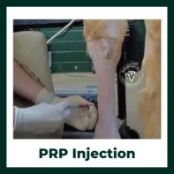PRP Injection