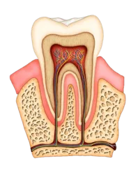 illustration of interior of tooth showing tooth roots, nerve tissue, root canals Dayton, OH dentist