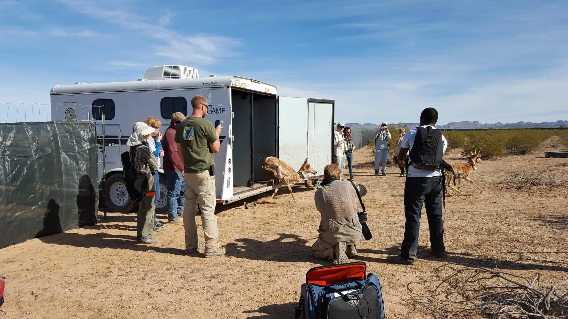 Pronghorn Release