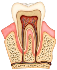 colored illustration of interior of molar tooth showing roots, tissue, nerves and root canal Newark, CA dentist