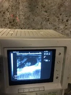 	 Ultrasound is used on sheep, cattle, horses and dogs