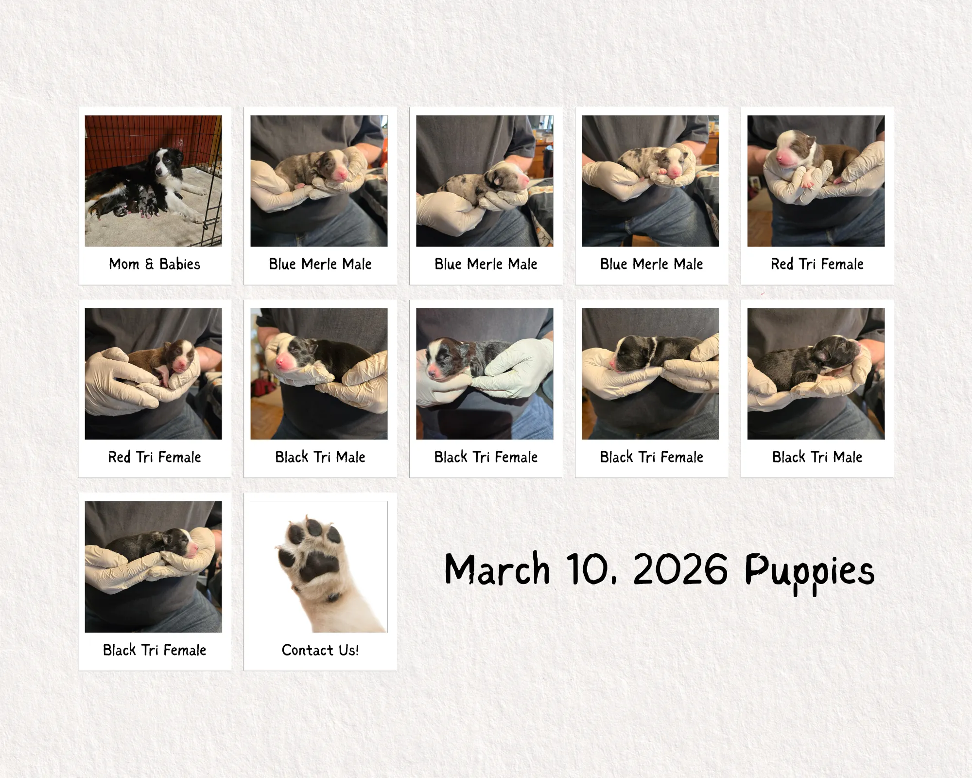 March10pups