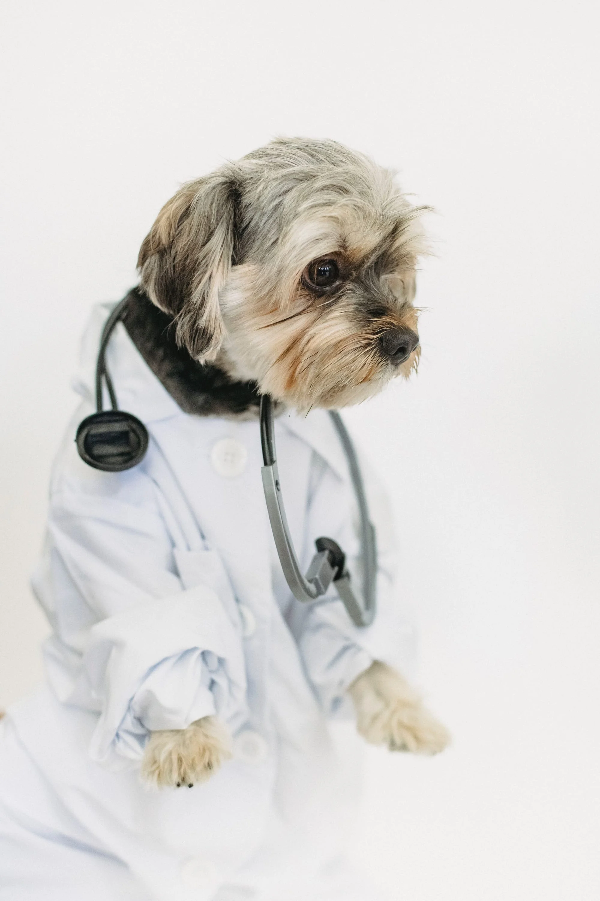 Dog dressed as a doctor