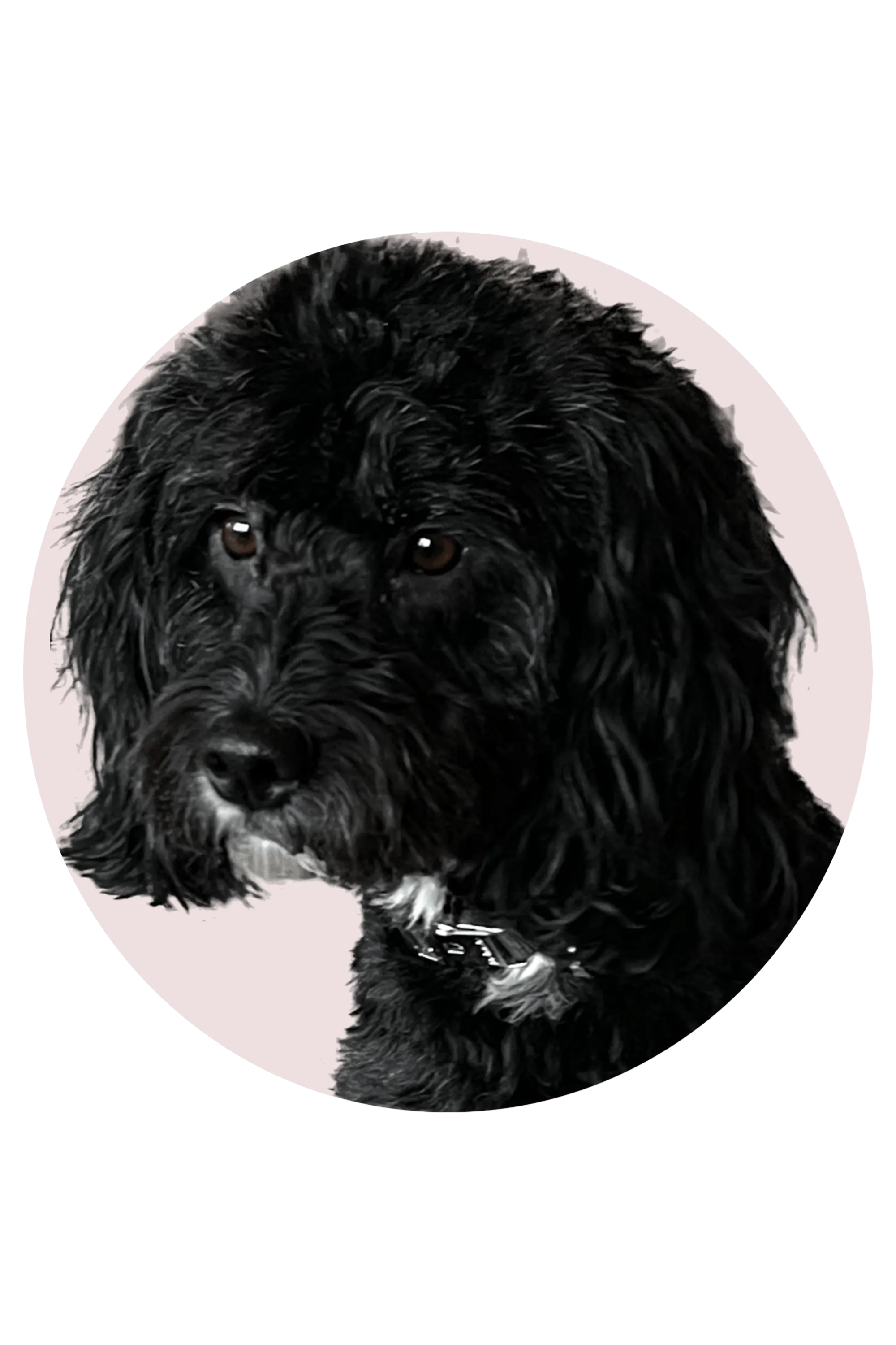A photo of a black poodle dog.