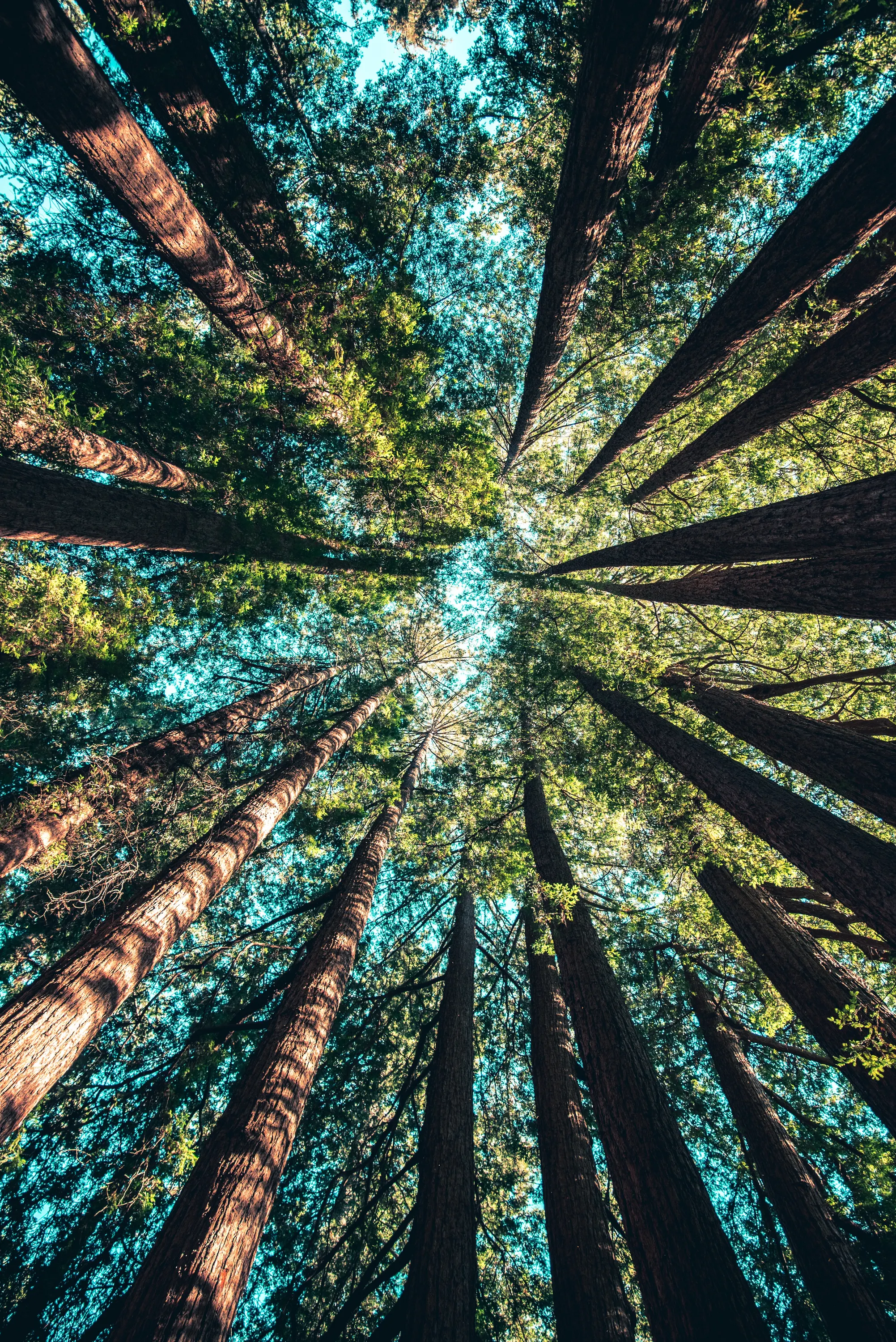 Trees to Blue Sky