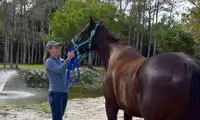 Dovecot Farm, The Equestrian Retreat