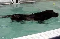 swim.jpg