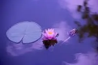 purple and pink lotus