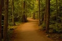 A path in a forest