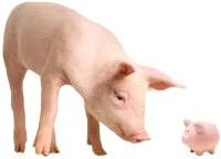 pig with a piggy bank