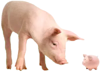 Image of a pig looking at a piggy bank. 
