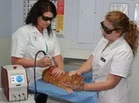 Pet Laser Therapy in Hazard, KY