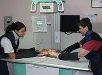Pet X-rays in Hazard, KY