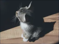 cat, training, kitten