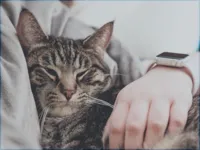 tabby, cat, handling, cat needs, pet care
