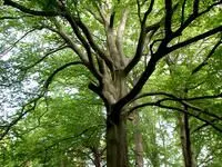 tree trunk with long branches