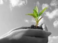 hand holding a small leafy plant