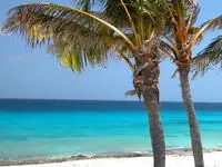 palm trees on beach