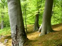 tree trunks in forest