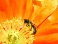 bee on orange flower