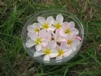 tulips in a bowl