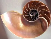 Inside of a conch
