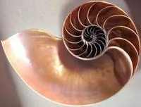 bronze colored spiral seashell