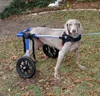 disabled-pets-abbey