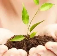 hand holding small leafy plant