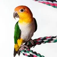 White Belly Caique 