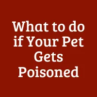 What to do if Your Pet Gets Poisoned