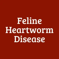 Feline Heartworm Disease
