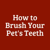 How to Brush Your Pet's Teeth