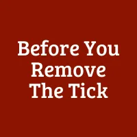 Before Your Remove the Tick