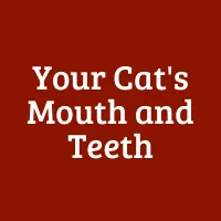 Your Cat's Mouth and Teeth
