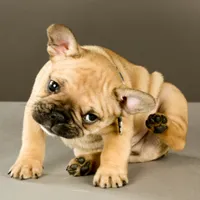 Itchy Frenchie