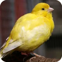 canary_veterinary.png