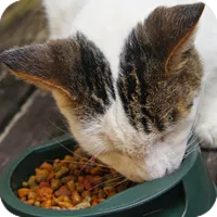 cat_dry_food.png
