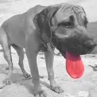 Image result for heatstroke dog