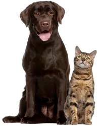 dog_cat_group_01.png