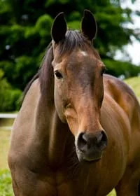 83253785_general_horse_care_guidelines_632x475_281x211.jpg