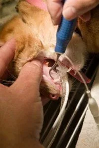 Pet Dental Care at Virginia Beach Vet Clinic